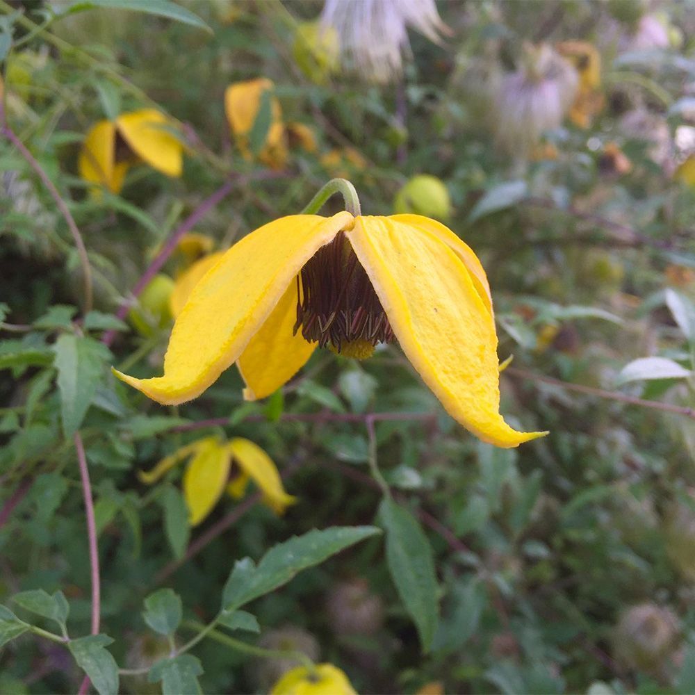 Clematis orientalis Bill MacKenzie